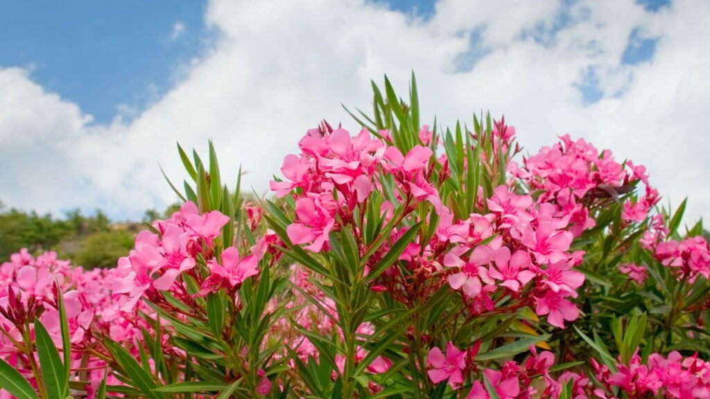 As 4 plantas mais perigosas para seus pets que você pode ter no seu jardim