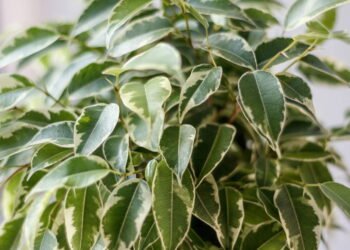 Sete plantas que você nunca deveria manter em ambientes internos