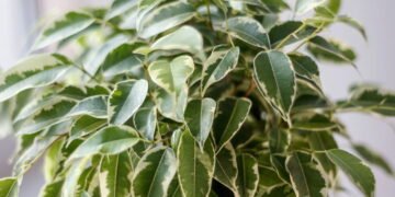 Sete plantas que você nunca deveria manter em ambientes internos