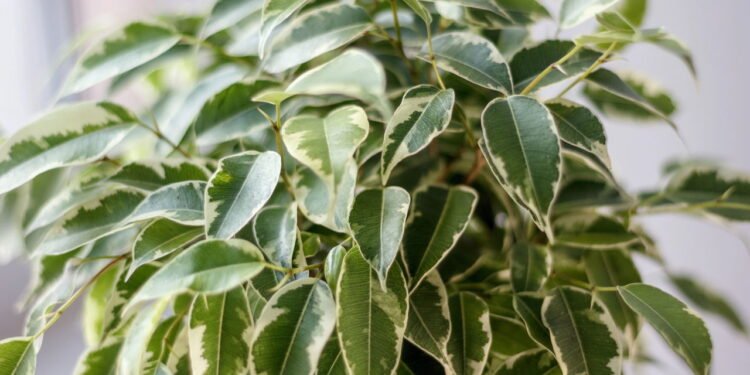 Ficus - Créditos: depositphotos.com / sharafmaksumov