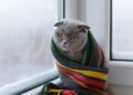 Como aquecer seu gato no inverno sem colocar a saúde dele em risco