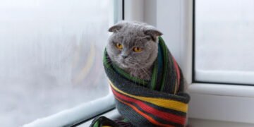 Como aquecer seu gato no inverno sem colocar a saúde dele em risco