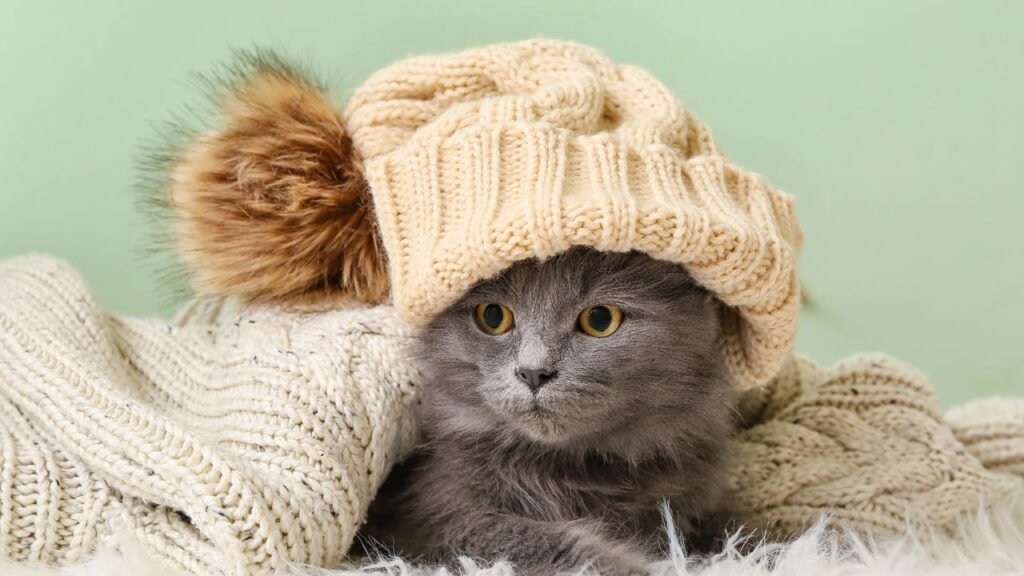 Como aquecer seu gato no inverno sem colocar a saúde dele em risco