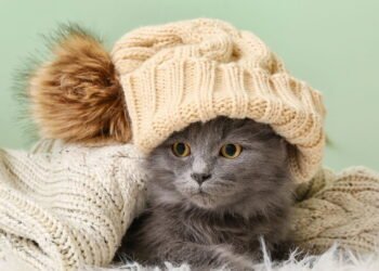 Como aquecer seu gato no inverno sem colocar a saúde dele em risco