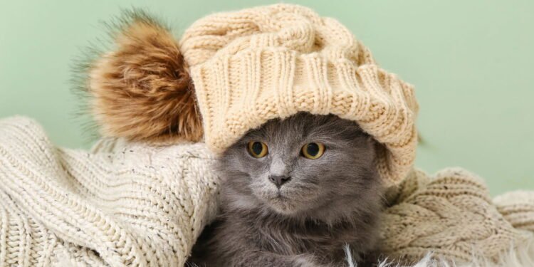 Como aquecer seu gato no inverno sem colocar a saúde dele em risco