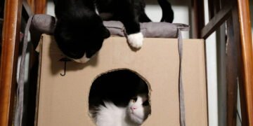 Ideias de decoração perfeitas para quem tem gato em casa