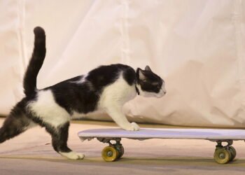 Ideias de decoração perfeitas para quem tem gato em casa