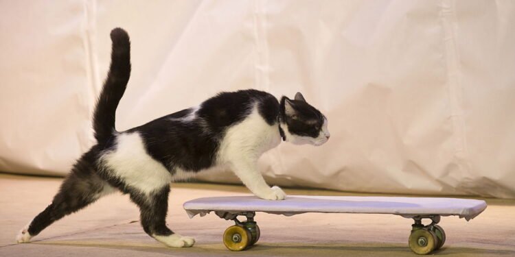A expressão “correr do nada” descreve aqueles momentos em que o gato entra em um estado de super energia por alguns instantes - Créditos: depositphotos.com / Skystudio