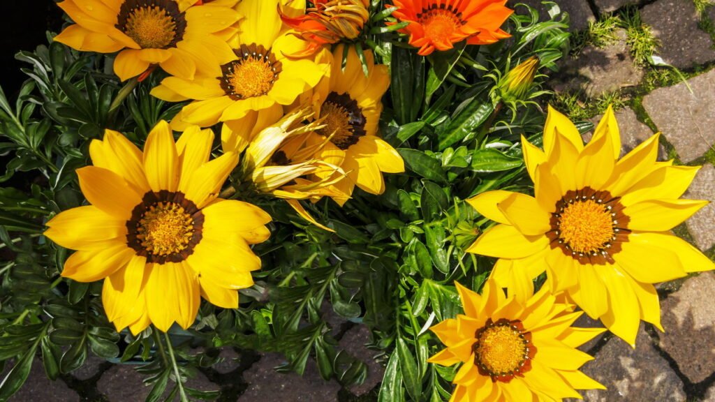 As melhores flores resistentes ao calor para se ter em um jardim colorido