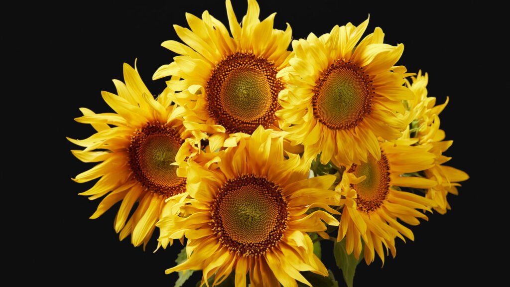 Agosto é o mês perfeito para você começar a cultivar girassóis em casa