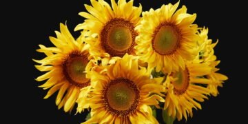 Agosto é o mês perfeito para você começar a cultivar girassóis em casa