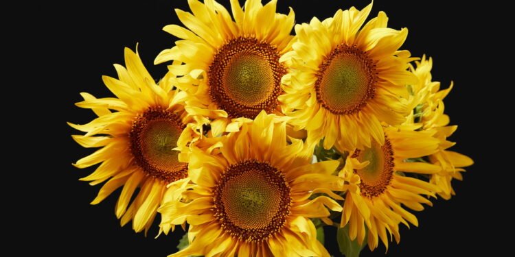 Agosto é o mês perfeito para você começar a cultivar girassóis em casa