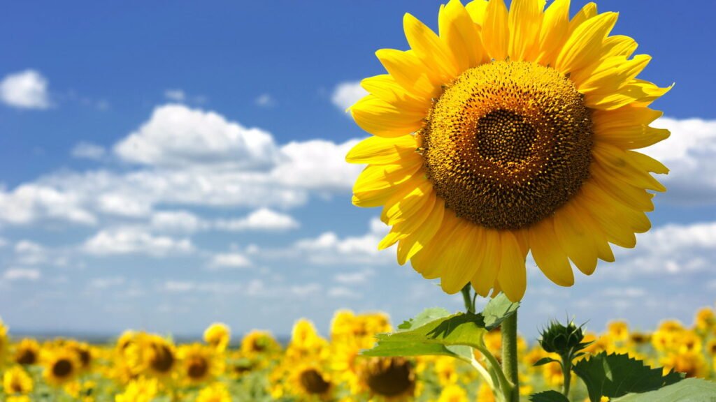Agosto é o mês perfeito para você começar a cultivar girassóis em casa