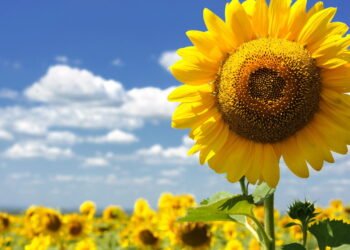 Agosto é o mês perfeito para você começar a cultivar girassóis em casa