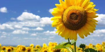 Agosto é o mês perfeito para você começar a cultivar girassóis em casa