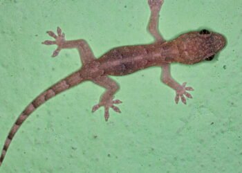 Lagartixas aparecendo em casa tem um bom significado