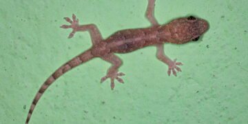 Lagartixas aparecendo em casa tem um bom significado