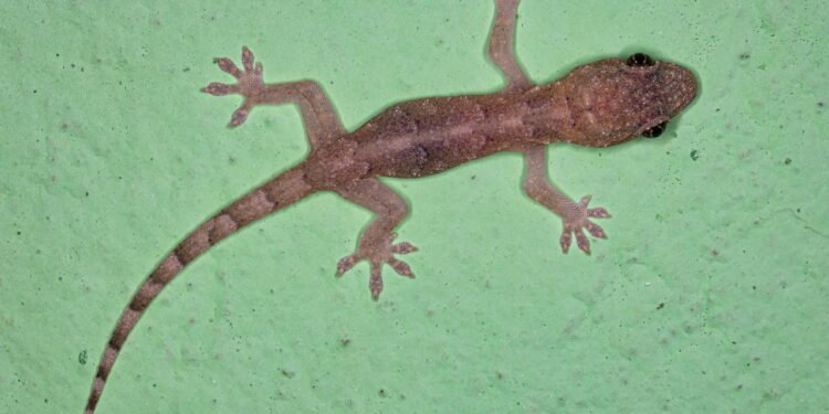 Lagartixas aparecendo em casa tem um bom significado