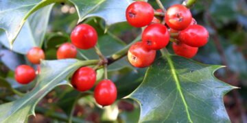 Holly americano