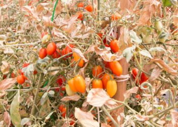 O perigo escondido nos produtos que usamos perto das plantas