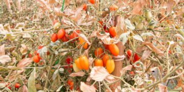 O perigo escondido nos produtos que usamos perto das plantas