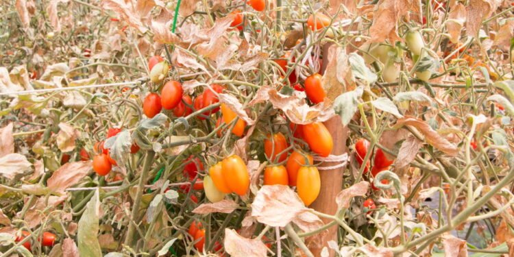 O perigo escondido nos produtos que usamos perto das plantas