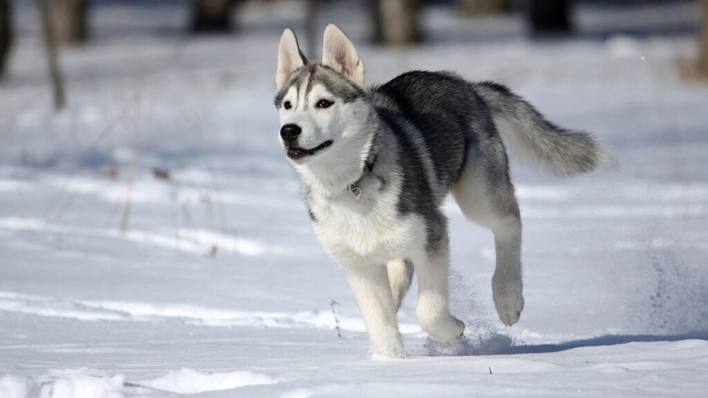 As raças de cachorros que mais sofrem com o calor e exigem cuidados especiais