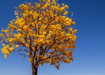 Cinco plantas nativas perfeitas para criar um jardim sustentável