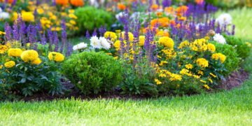 As melhores flores para jardins tropicais florirem o ano inteiro