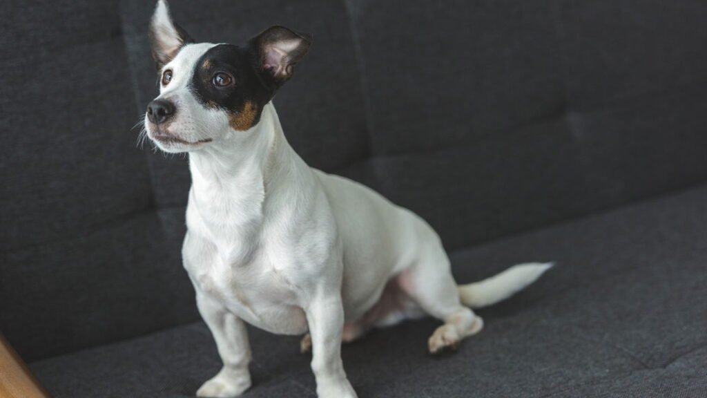 Essas são as raças de cães que mais vivem e como garantir uma longevidade maior