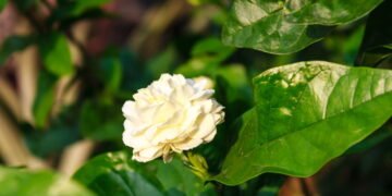 A planta mais perfumada e fácil de cuidar para ter em casa