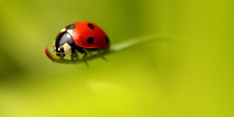Animais que parecem indesejados, mas que ajudam no controle de pragas