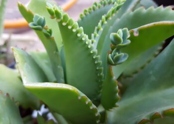 Conheça a espécie de suculenta que ajuda a combater gastrite