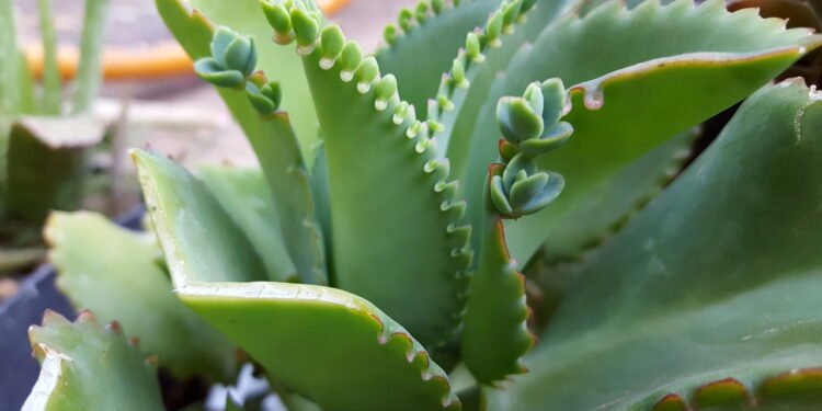 Saião - Créditos: depositphotos.com / nabiru