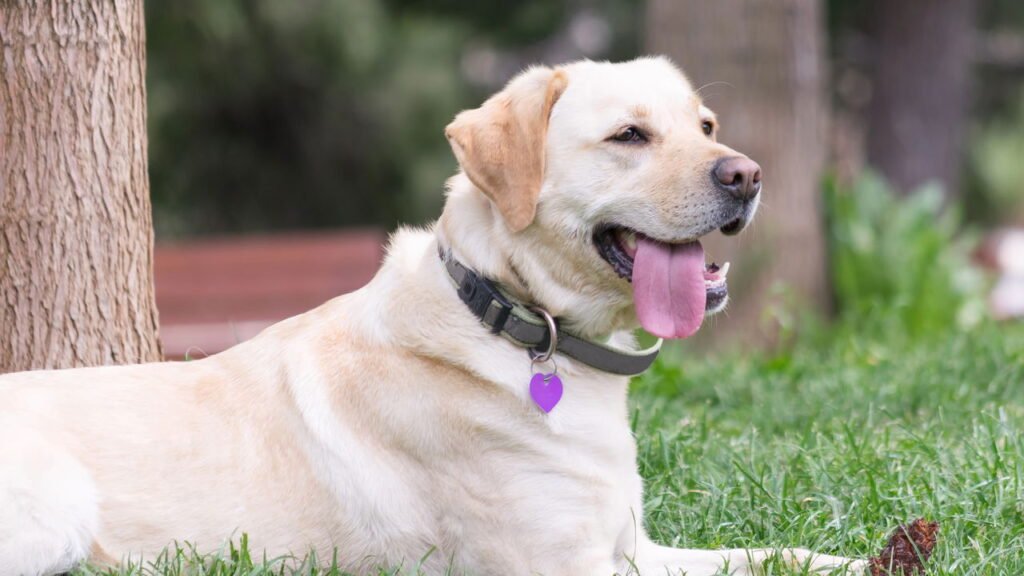 5 raças de cães ideais para quem tem quintal em casa