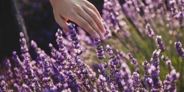 4 plantas que são repelentes naturais aos pesticidas, repelem carrapatos e economiza seu dinheiro