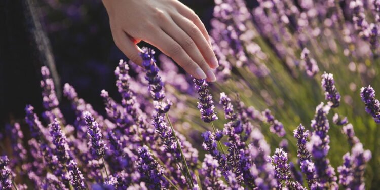 4 plantas que são repelentes naturais aos pesticidas, repelem carrapatos e economiza seu dinheiro