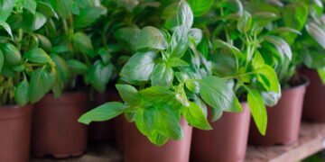 A erva aromática que espanta mosquitos e cresce mais quando é colhida
