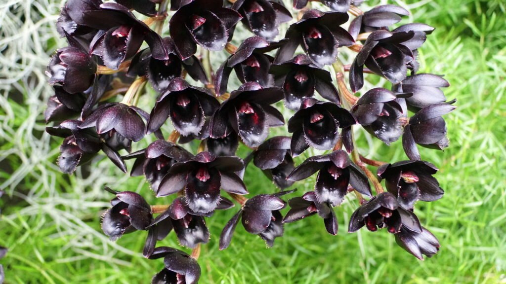 Essas são as flores escuras mais sofisticadas para decorar sua casa