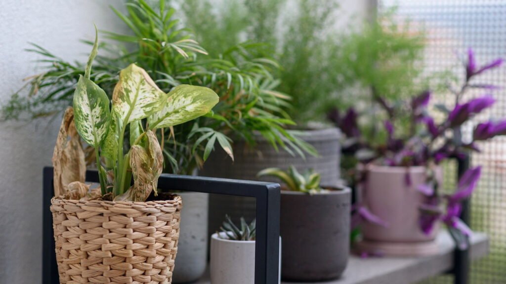 Evite estes erros comuns que estão arruinando seu jardim