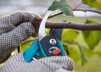 Cinco dicas essenciais para podar plantas como um profissional