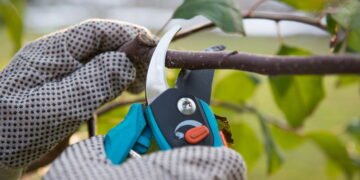 Cinco dicas essenciais para podar plantas como um profissional