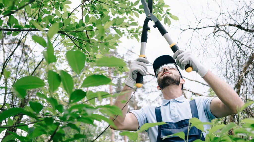 Cinco dicas essenciais para podar plantas como um profissional
