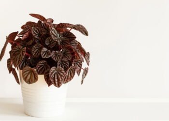 A rotina simples que deixa sua peperômia sempre verde e bonita