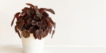 A rotina simples que deixa sua peperômia sempre verde e bonita