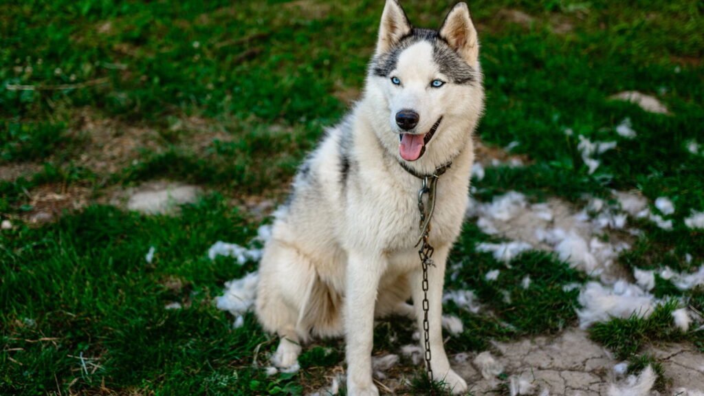 Cães e gatos também sofrem com queimaduras de sol, saiba como proteger