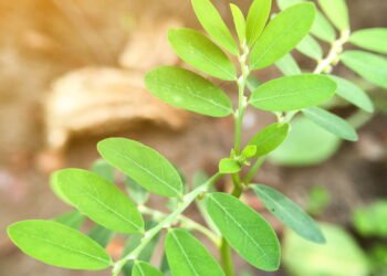 A melhor planta para saúde renal que você pode cultivar em casa