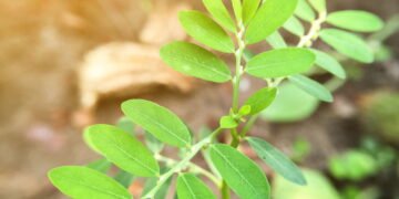 A melhor planta para saúde renal que você pode cultivar em casa