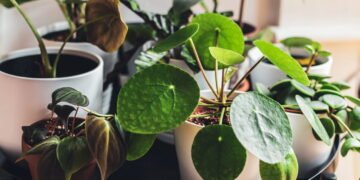 A planta que virou símbolo de riqueza e sucesso em várias culturas