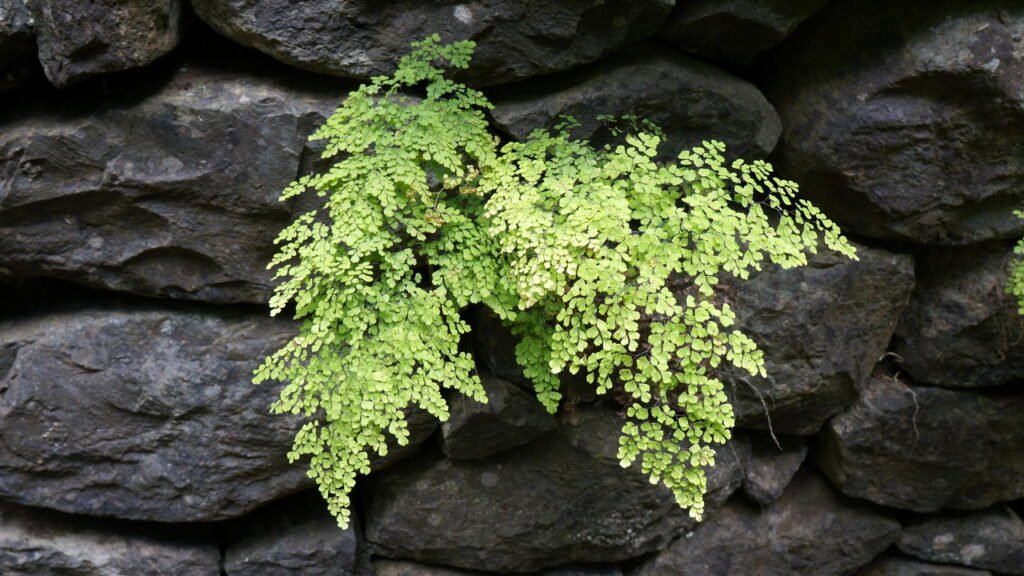 Essa planta mágica ajuda a afastar insetos e energias negativas da sua casa